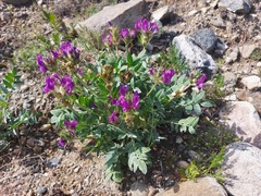 Oxytropis nitens