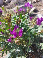 Oxytropis nitens