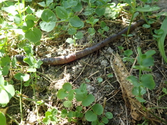 Amynthas aspergillum