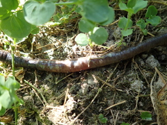 Amynthas aspergillum