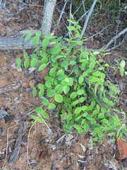 Synaptolepis oliveriana