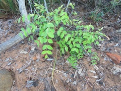 Synaptolepis oliveriana