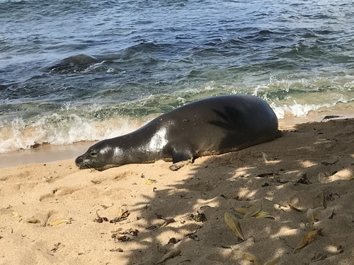 Hawaiian Monk Seal
