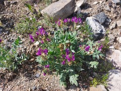 Oxytropis nitens