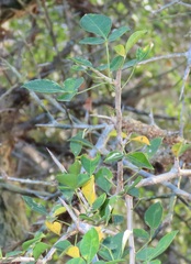Commiphora neglecta