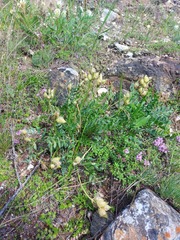 Oxytropis leucotricha