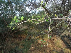 Commiphora neglecta