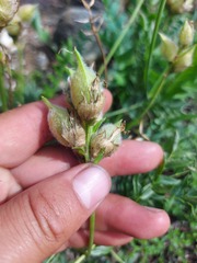 Oxytropis leucotricha