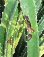 Paramecops stapeliae