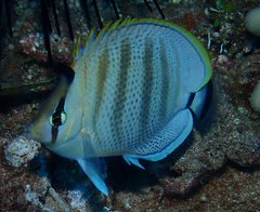 Chaetodon multicinctus