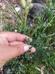Oxytropis leucotricha