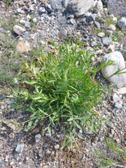 Oxytropis leucotricha