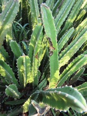 Paramecops stapeliae