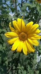 Tithonia tubaeformis
