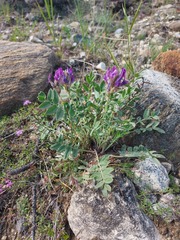 Oxytropis nitens