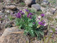 Oxytropis nitens
