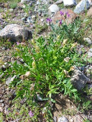 Oxytropis leucotricha