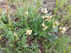 Oxytropis leucotricha