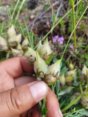 Oxytropis leucotricha