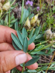 Oxytropis leucotricha