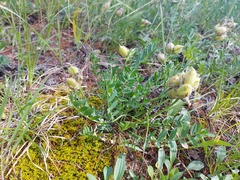 Oxytropis leucotricha