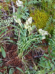 Oxytropis leucotricha