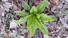 Frasera caroliniensis