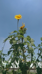 Tithonia tubaeformis