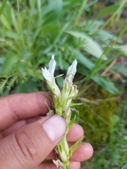 Oxytropis muricata