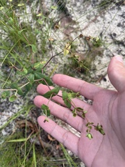 Euphorbia floridana