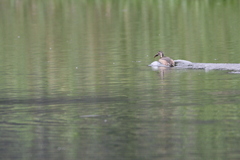 Tachybaptus ruficollis