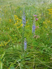 Veronica linariifolia