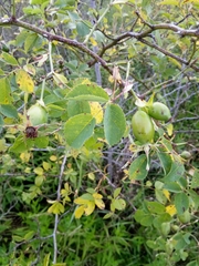Rosa subcanina