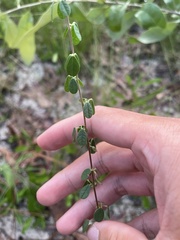 Rhynchosia cytisoides