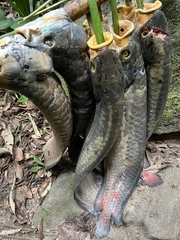 Heterotis niloticus