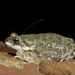 Indus Valley Toad - Photo (c) Rujuta Vinod, some rights reserved (CC BY-NC), uploaded by Rujuta Vinod