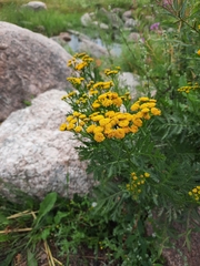 Tanacetum vulgare
