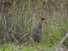 Francolinus pictus