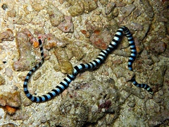 Laticauda colubrina