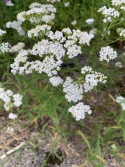 Achillea millefolium