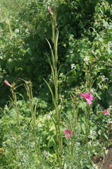 Incarvillea sinensis