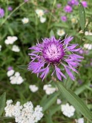 Centaurea jacea