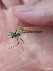 Sympetrum fonscolombii