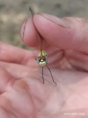 Sympetrum fonscolombii