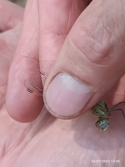 Sympetrum fonscolombii