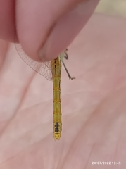 Sympetrum fonscolombii