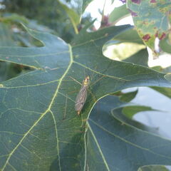 Nephrotoma virescens