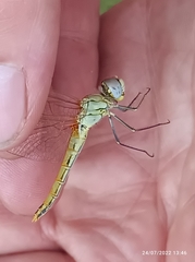 Sympetrum fonscolombii