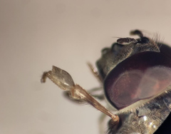 Platycheirus peltatus