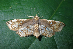 Omphisa anastomosalis